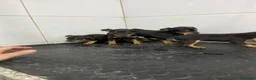 Pinscher Miniatura perros en venta: Cachorros Mini Pinscher 500€ ¡PRECIO REAL!   - Anuncio 1
