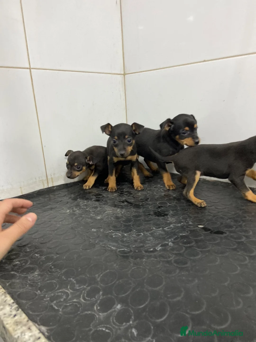 Pinscher Miniatura perros en venta: Cachorros Mini Pinscher 500€ ¡PRECIO REAL!   - Anuncio 1