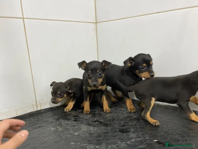 Pinscher Miniatura perros en venta: Cachorros Mini Pinscher 500€ ¡PRECIO REAL! - Anuncio 1