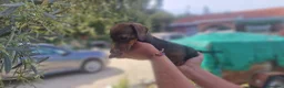 Teckel Miniatura perros en venta: Teckel hembra - Anuncio 4