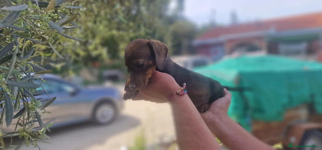 Teckel Miniatura perros en venta: Teckel hembra - Anuncio 4