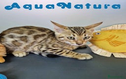 Bengalí gatos en venta: Bengali Hembra 4606 AQUANATURA - Imagen 7