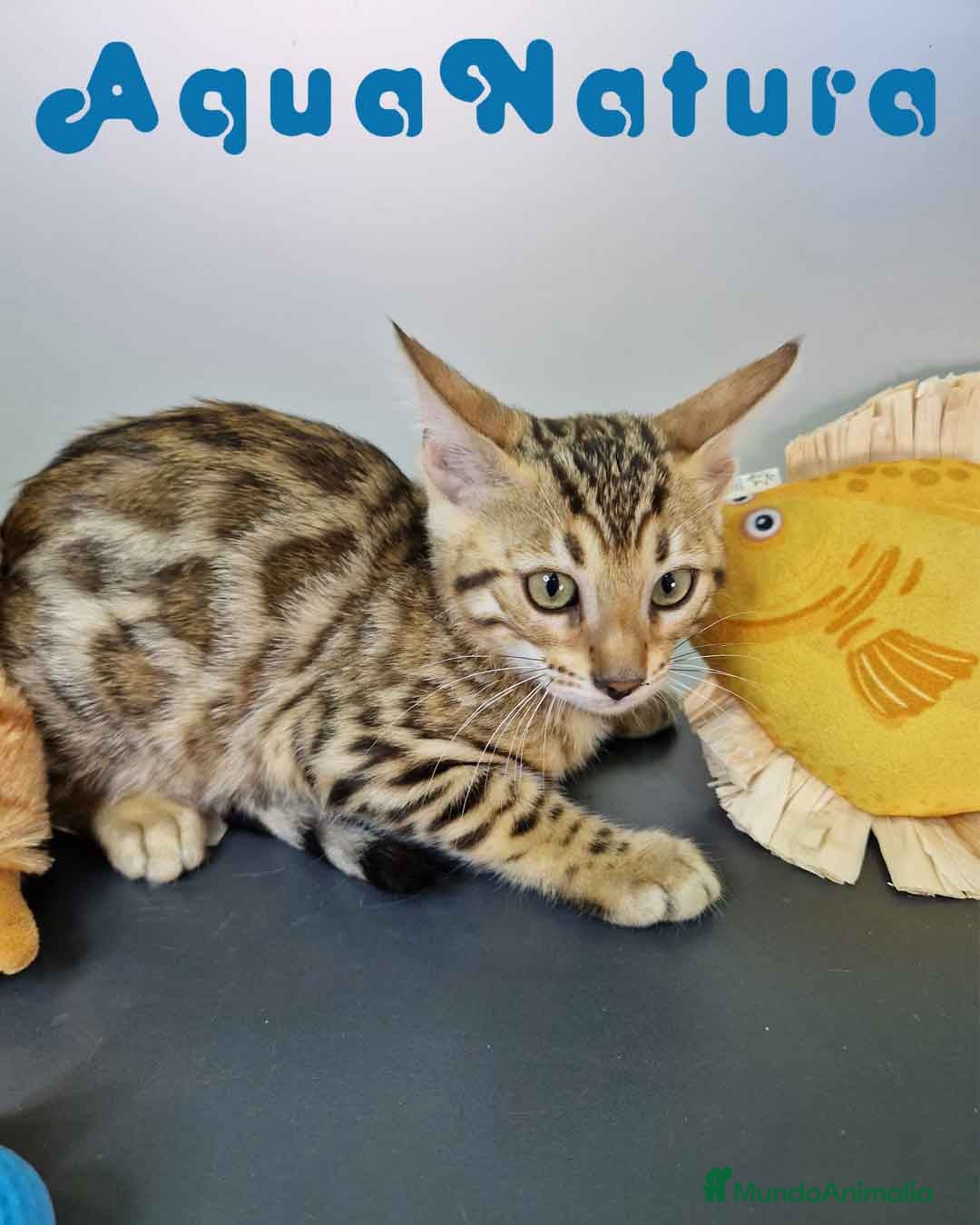 Bengalí gatos en venta: Bengali Hembra 4606 AQUANATURA - Imagen 7