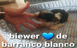Biewer Yorkshire Terrier a la Pom Pon perros en venta: Biewer machito chiquitin con pedigree - Imagen 1