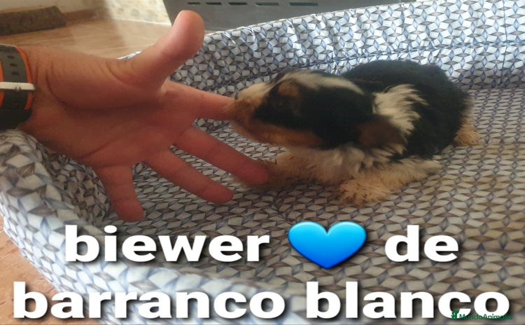 Biewer Yorkshire Terrier a la Pom Pon perros - Anuncio 1
