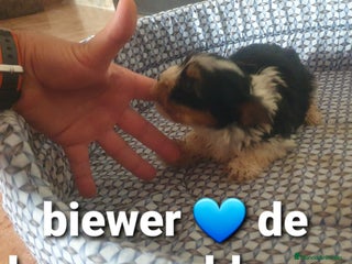Biewer Yorkshire Terrier a la Pom Pon perros - Anuncio 3