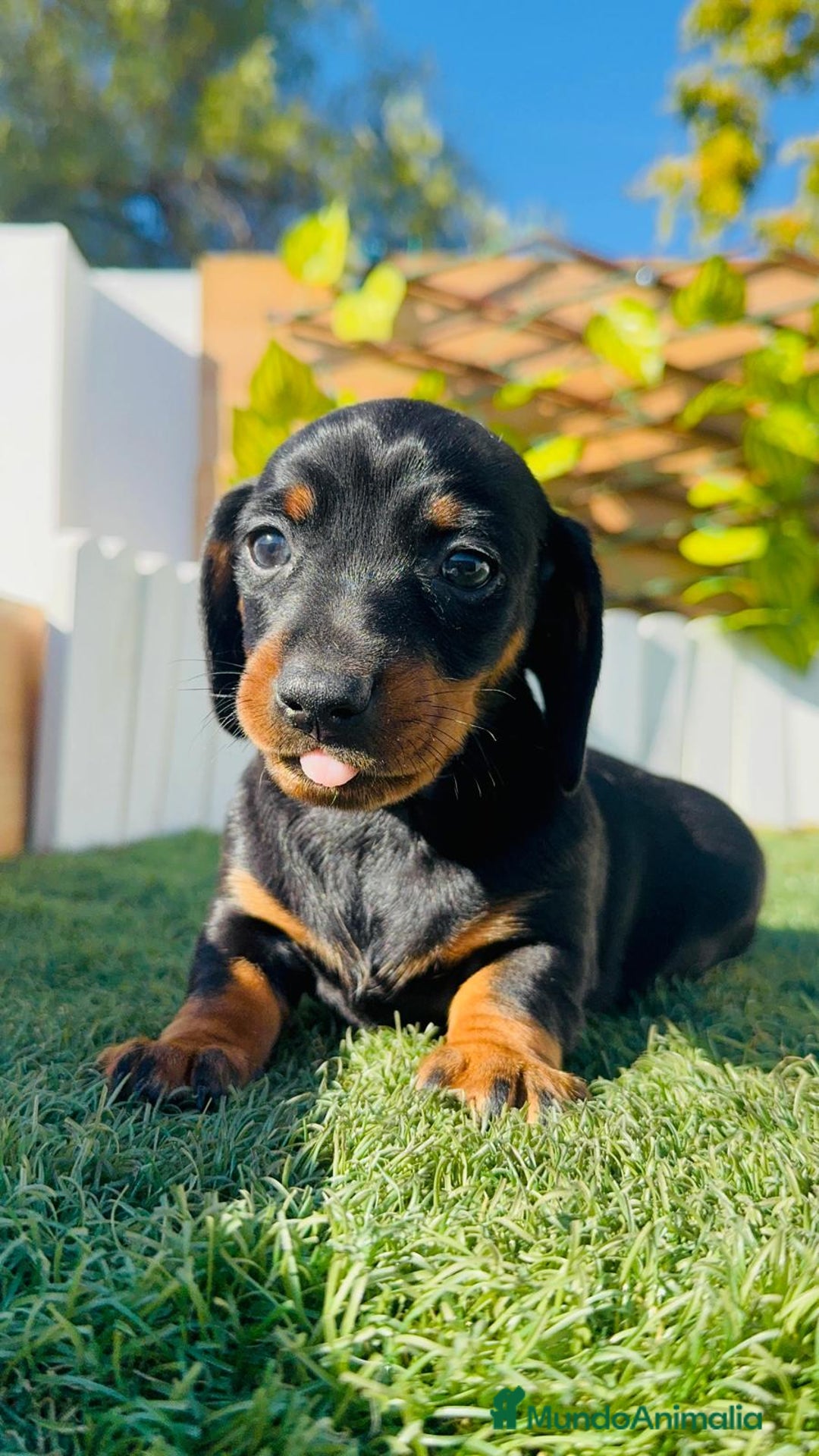 Teckel Miniatura perros en venta: TECKEL MINIATURA - Anuncio 33