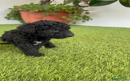 Perro de Agua Español perros en venta: PERRO DE AGUA ESPAÑOL HEMBRA - Imagen 22