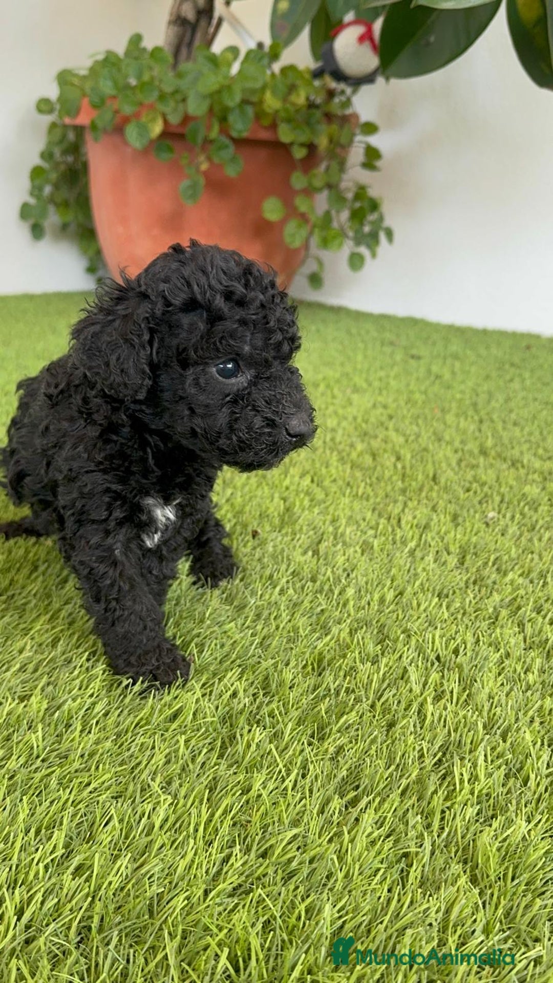 Perro de Agua Español perros en venta: PERRO DE AGUA ESPAÑOL HEMBRA - Imagen 22