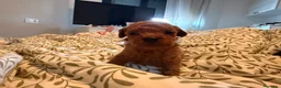 Caniche Toy perros en venta: Caniches tacita de te - Anuncio 2