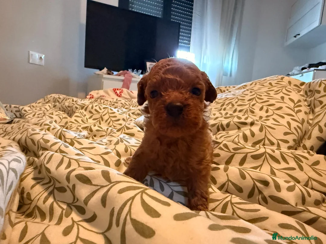 Caniche Toy perros en venta: Caniches tacita de te - Anuncio 2