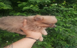 Pomchi perros en venta: Última hembra de pomchi blue fraw  - Imagen 5
