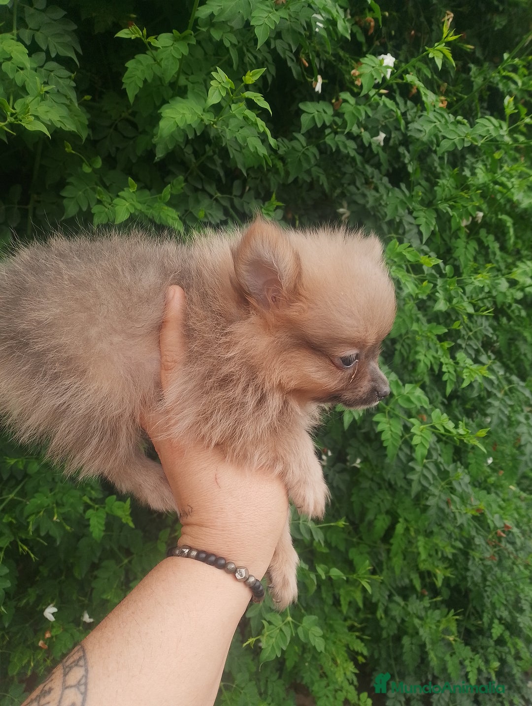 Pomchi perros en venta: Última hembra de pomchi blue fraw  - Imagen 5