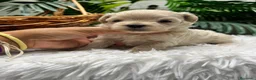 Maltipoo perros en venta: MALTIPOO 100%  - Anuncio 18