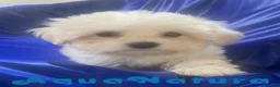 Bichón Habanero perros en venta: Havapoo Macho 1749 de Kis - Anuncio 7