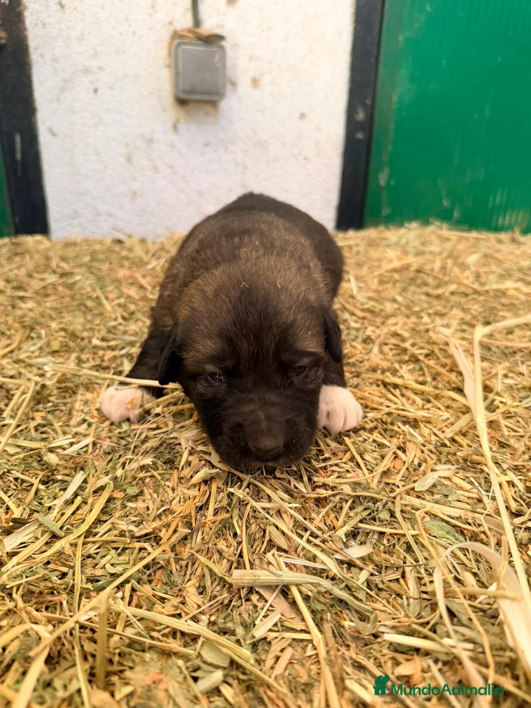 Raza Mixta perros en venta: Mestizo de mastín x Cáucaso  - Anuncio 22