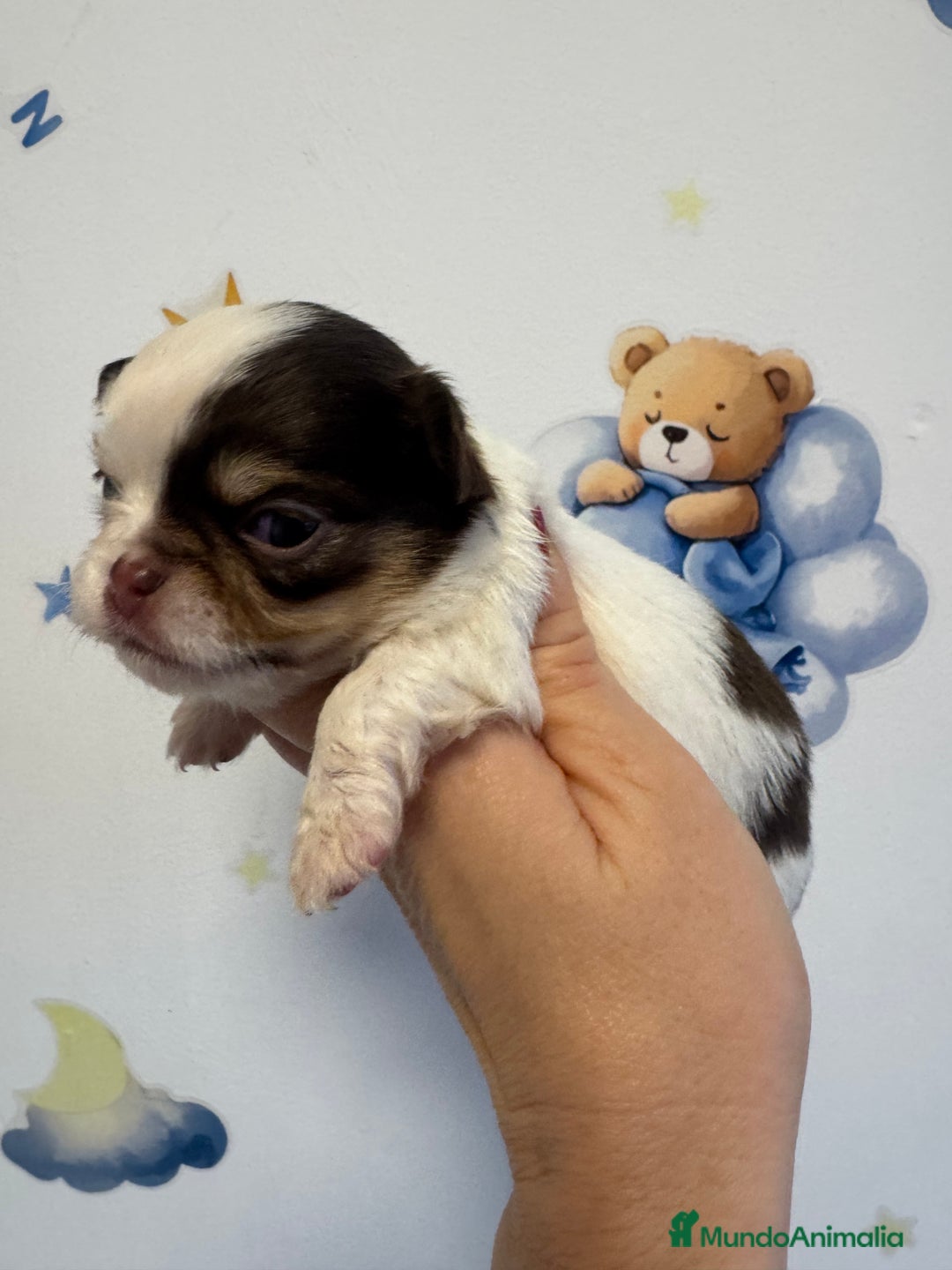 Chihuahua perros en venta: Chihuahua ruso - Anuncio 1