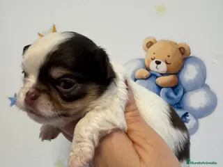 Chihuahua perros Chihuahua ruso - Anuncio 21