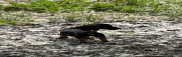 Teckel perros en venta: Camada Teckel st Pelo Duro  - Anuncio 6
