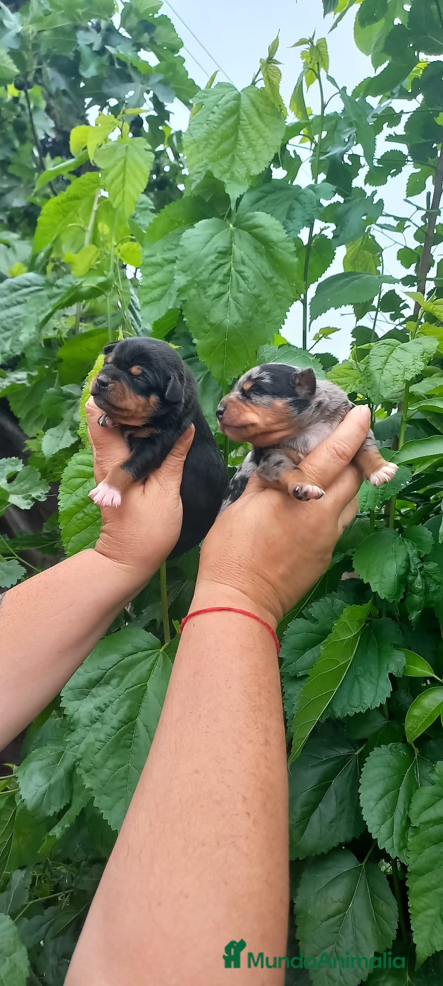 Raza Mixta perros Cruce de bodequero con chihuahua  - Anuncio 1