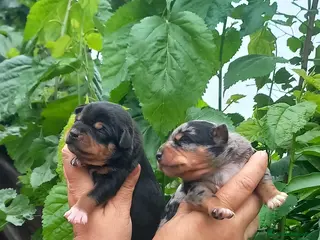 Raza Mixta perros Cruce de bodequero con chihuahua - Anuncio 3