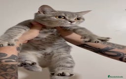 Británico de Pelo Corto gatos en venta: British Shorthair - Imagen 7