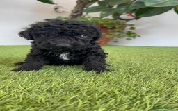 Perro de Agua Español perros en venta: PERRO DE AGUA ESPAÑOL HEMBRA - Imagen 12