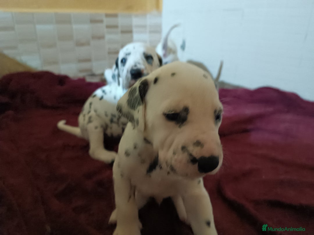 Dálmata perros en venta: Cachorros de dalmatas  - Anuncio 6