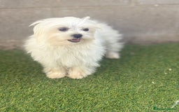 Bichón Maltés perros en venta: Bichon maltés toy - Imagen 4
