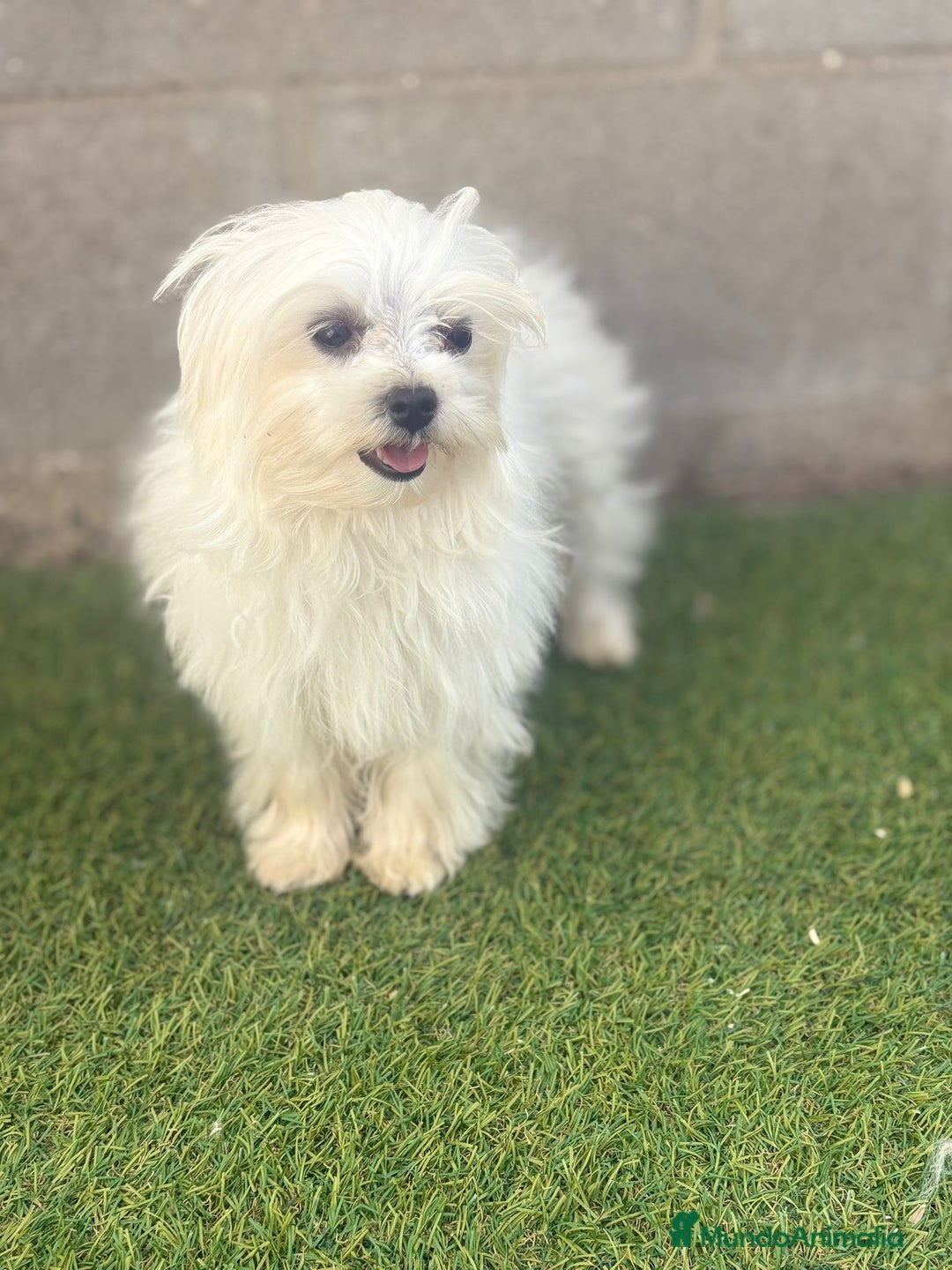 Bichón Maltés perros en venta: Bichon maltés toy - Imagen 4