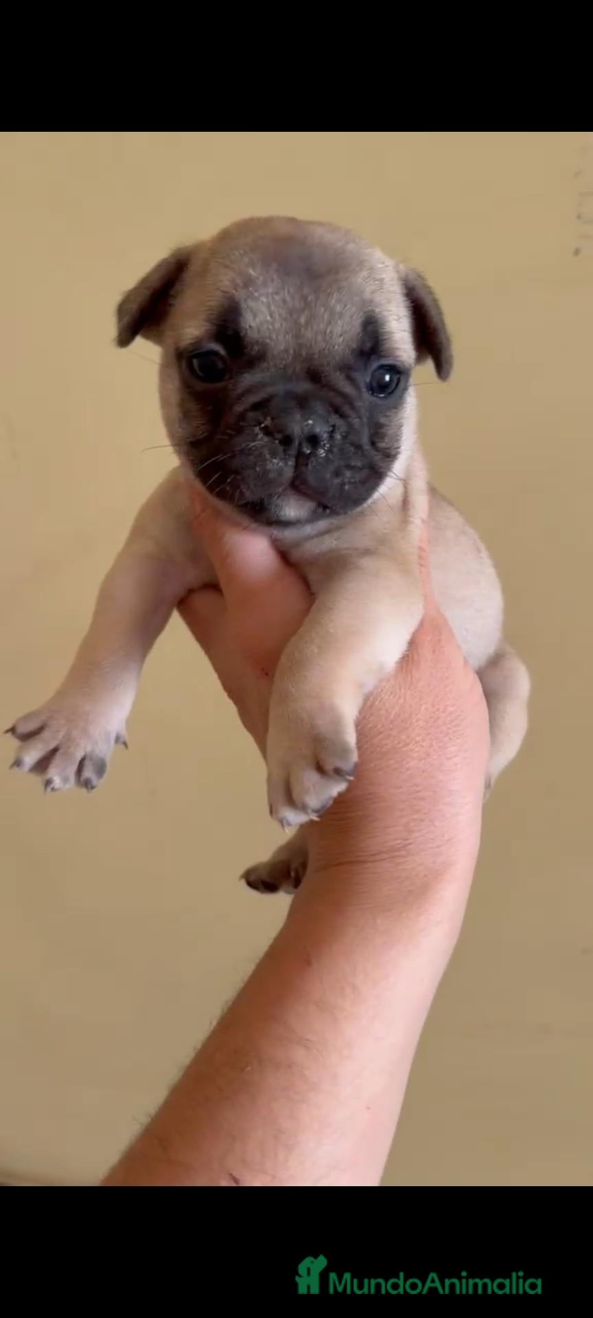 Bulldog Francés perros BULLDOG FRANCÉS HEMBRA - FAWN - Anuncio 1
