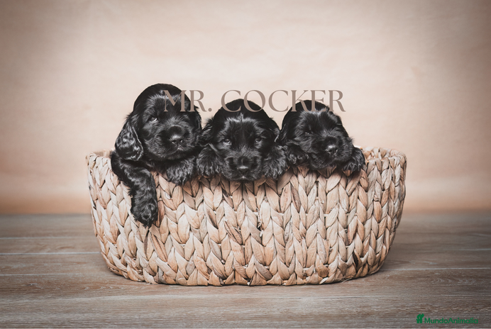 Cocker Spaniel Inglés perros en Barcelona - Anuncio 6