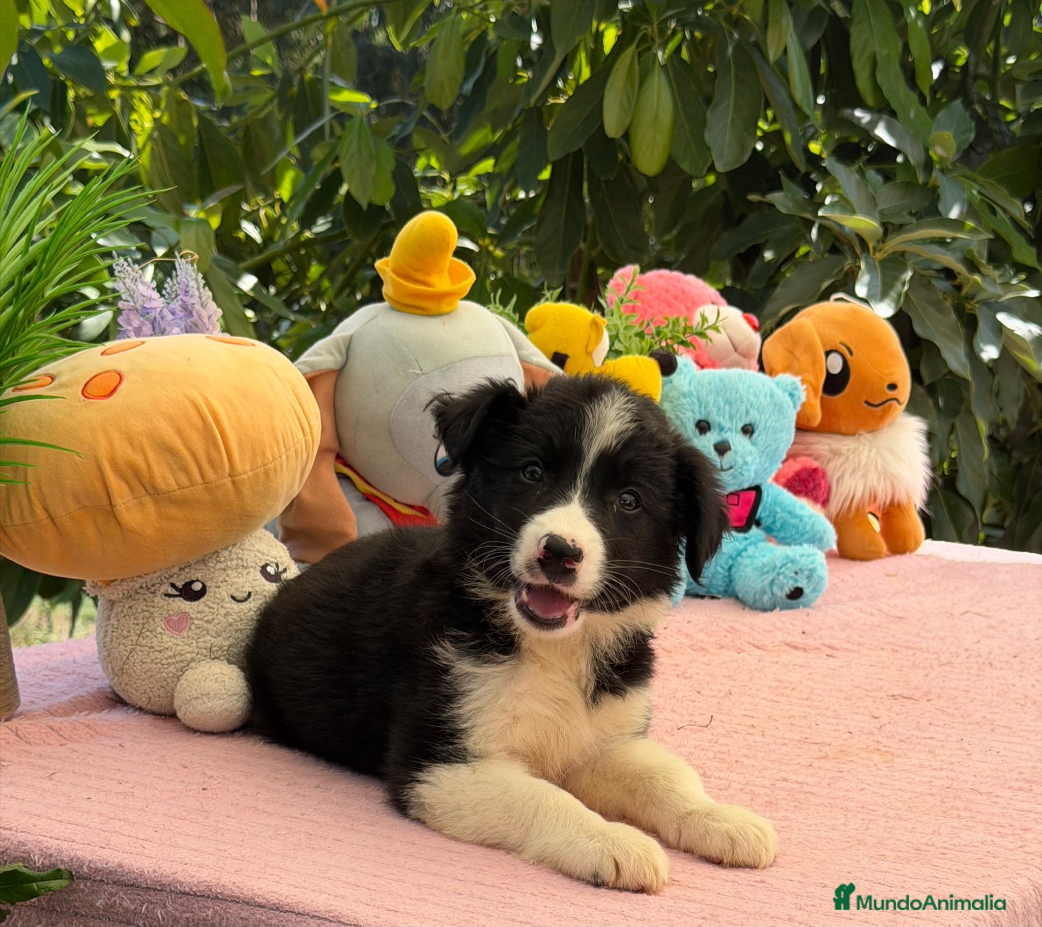 Border Collie perros  camada de border collie hembras  - Anuncio 2