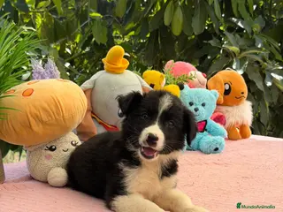 Border Collie perros camada de border collie hembras - Anuncio 2