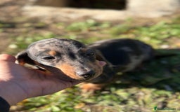 Teckel Miniatura perros en venta: TECKEL MINIATURA ARLEQUIN - Anuncio 4