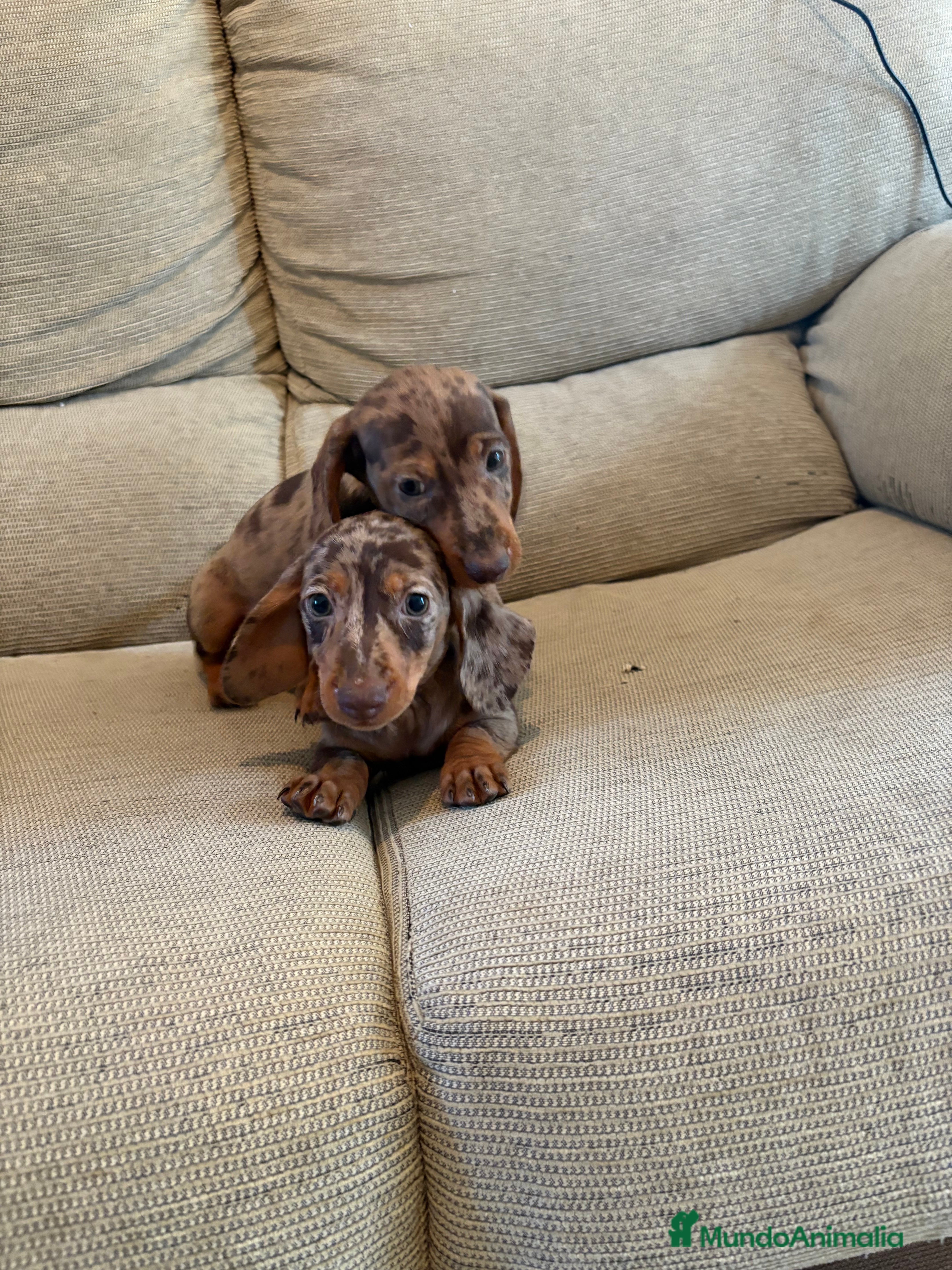 Teckel perros Teckels miniaturas y kaninchen  - Anuncio 17