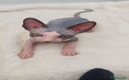 Sphynx gatos en venta: Preciosa camada de machitos - Anuncio 11