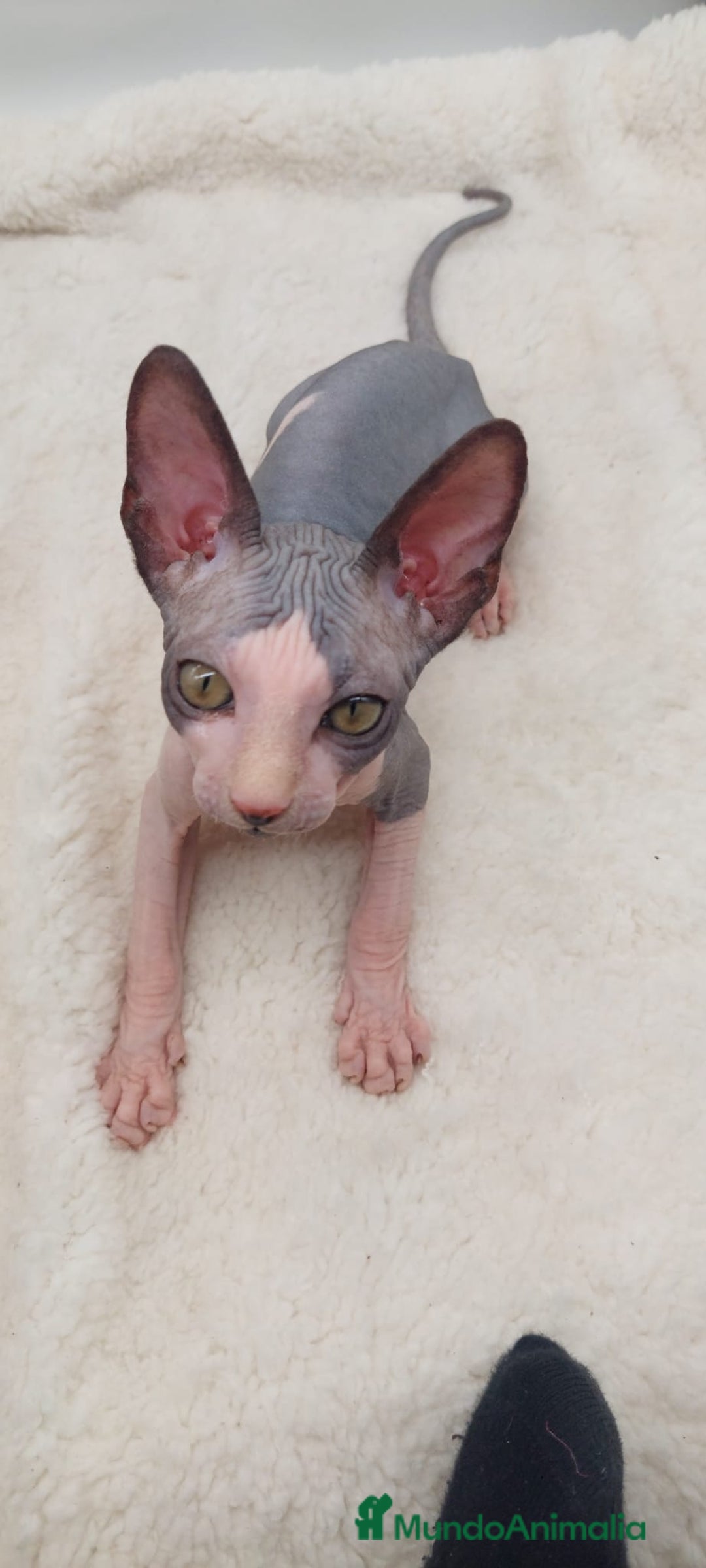 Sphynx gatos en venta: Preciosa camada de machitos - Anuncio 11