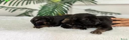 Pastor Alemán perros en venta: PASTOR ALEMAN - Anuncio 9
