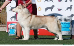 Husky Siberiano perros para monta: Husky siberiano para monta - Imagen 1