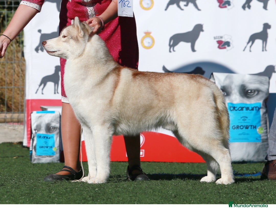 Husky Siberiano perros para monta: Husky siberiano para monta - Imagen 1