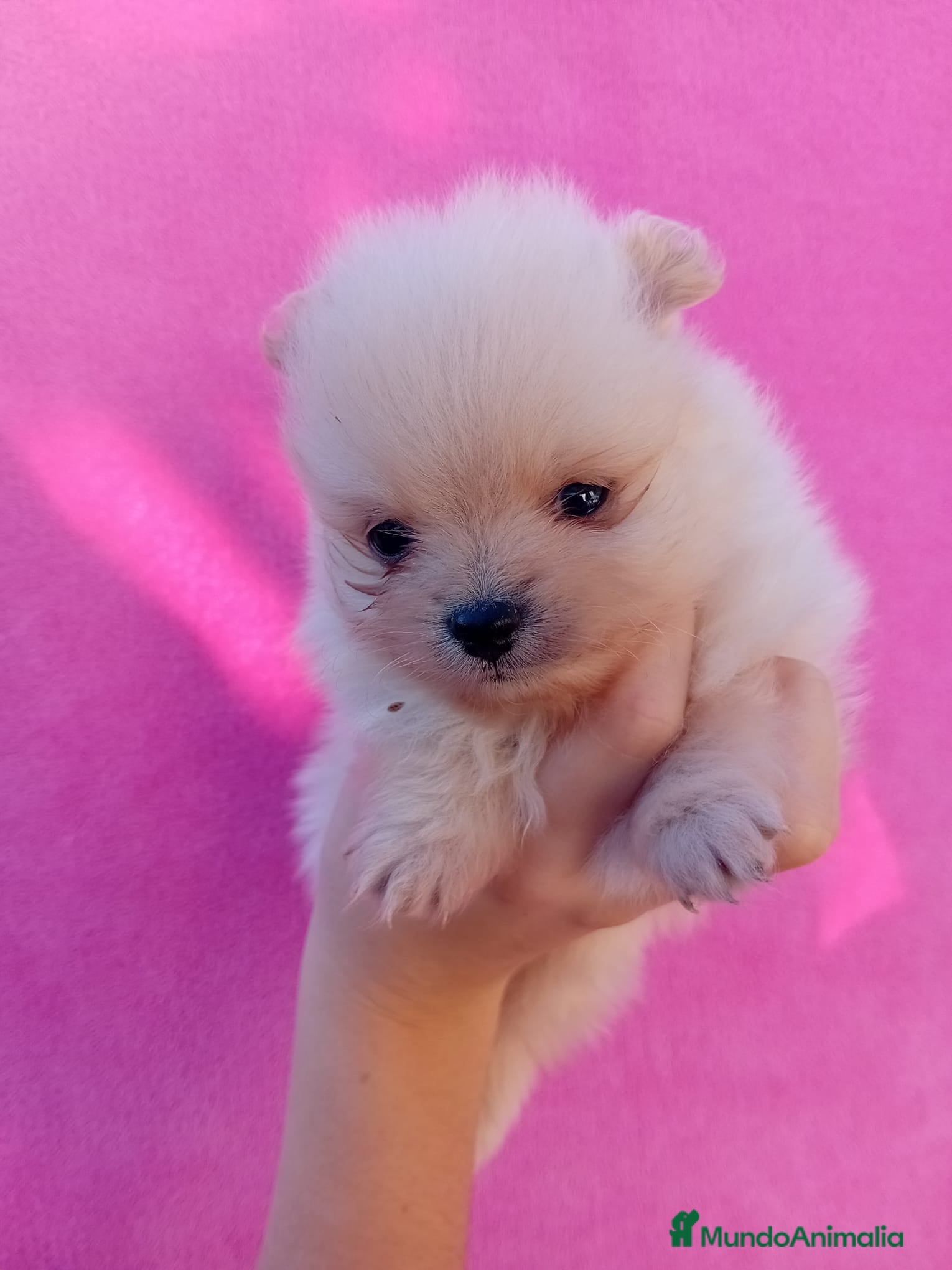 Pomerania perros Lulú de pomerania precio real - Anuncio 2