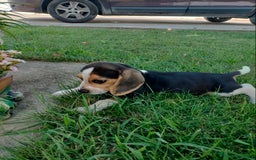 Beagle perros en venta: Beagle - Imagen 1