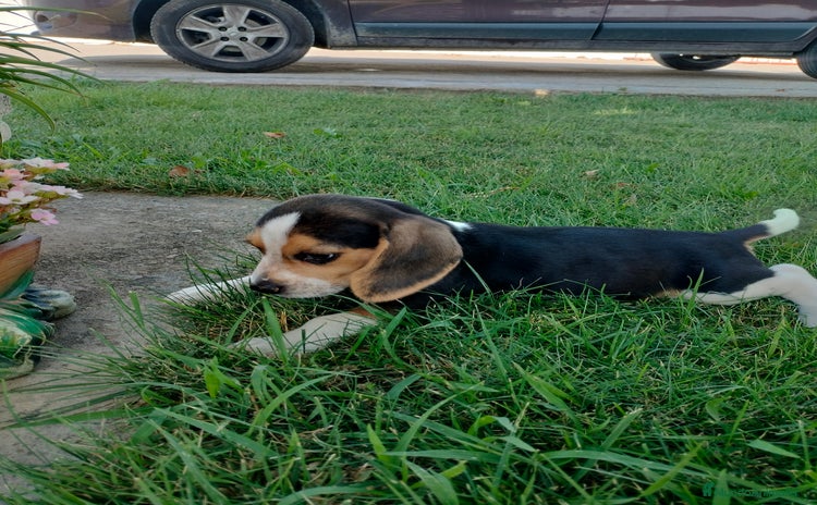 Beagle perros - Propaganda 1