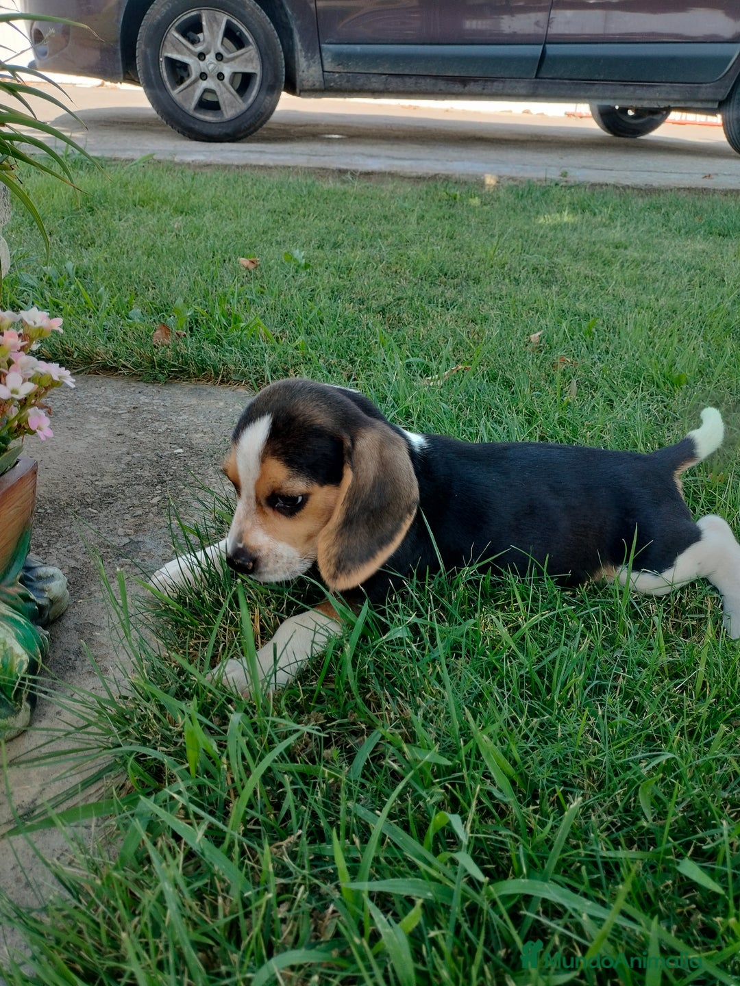 Beagle perros en venta: Beagle - Imagen 1