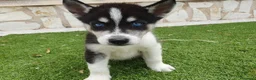 Husky Siberiano perros en venta: Husky Jet Black y Agouti EXÓTICOS - Anuncio 7