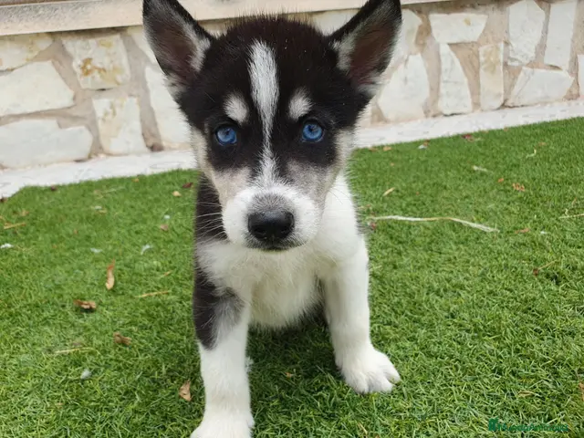 Husky Siberiano perros en venta: Husky Jet Black y Agouti EXÓTICOS - Anuncio 1