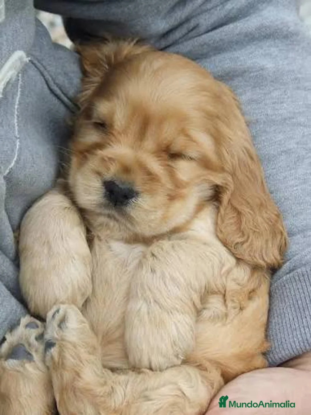 Cocker Spaniel Inglés perros en venta: Cocker spaniel ingles Macho disponible  - Anuncio 1