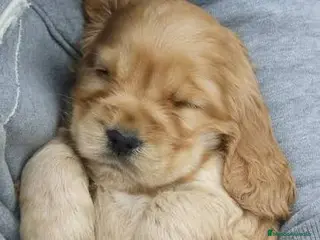 Cocker Spaniel Inglés perros Cocker spaniel ingles Macho disponible - Anuncio 1