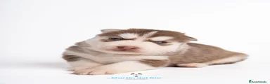 Cachorro 4